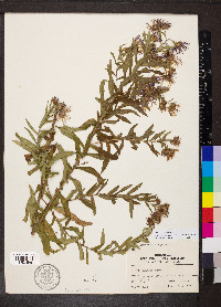 Symphyotrichum novae-angliae image