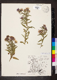 Symphyotrichum novae-angliae image