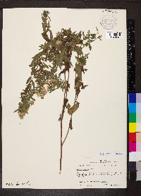 Symphyotrichum praealtum image