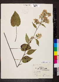 Symphyotrichum shortii image
