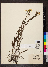 Symphyotrichum boreale image
