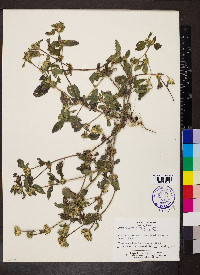 Synedrella nodiflora image