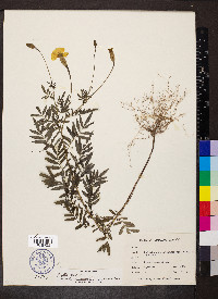 Tagetes erecta image