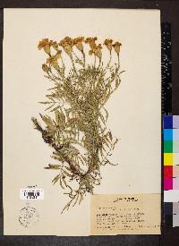 Tagetes erecta image