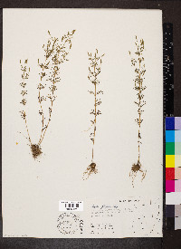 Tagetes filifolia image