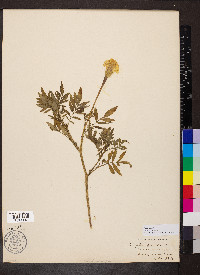 Tagetes erecta image