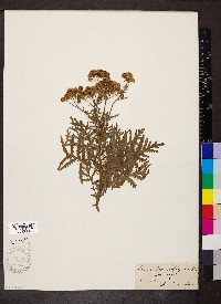 Tanacetum vulgare image