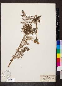 Tanacetum huronense image