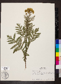 Tanacetum vulgare image