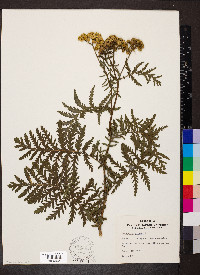 Tanacetum vulgare image