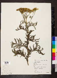 Tanacetum vulgare image