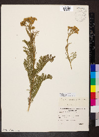 Tanacetum vulgare image