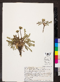 Taraxacum officinale subsp. officinale image