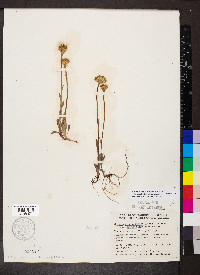 Tephroseris integrifolia image