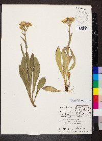 Tephroseris lindstroemii image