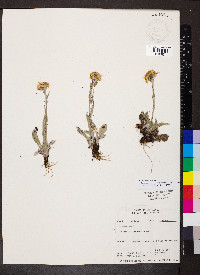 Tephroseris lindstroemii image