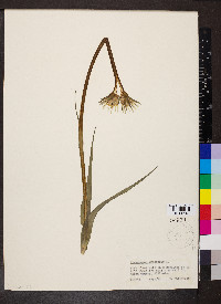 Tragopogon pratensis image