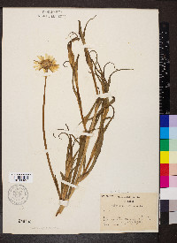 Tragopogon pratensis image