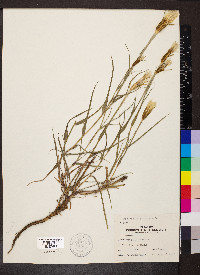 Tragopogon pratensis image