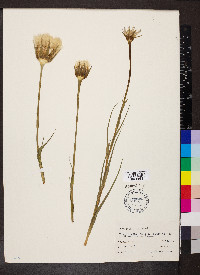 Tragopogon pratensis image