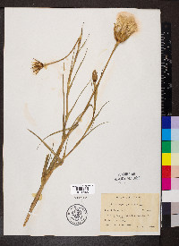 Tragopogon pratensis image