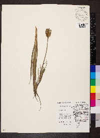 Tragopogon pratensis image