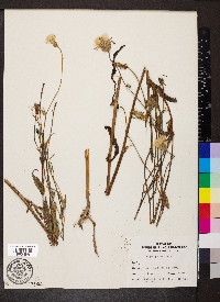 Tragopogon pratensis image