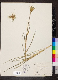 Tragopogon pratensis image