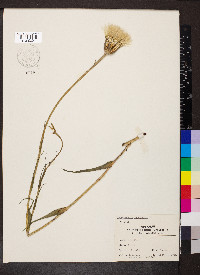 Tragopogon pratensis image