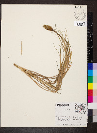 Tragopogon pratensis image