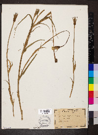 Tragopogon pratensis image