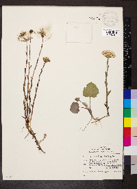 Tussilago farfara image