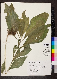 Verbesina alternifolia image