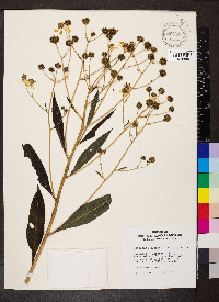 Verbesina alternifolia image