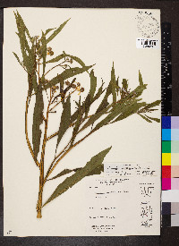 Verbesina alternifolia image