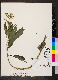 Verbesina alternifolia image