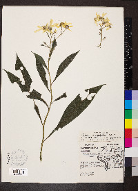 Verbesina alternifolia image