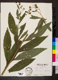 Verbesina alternifolia image