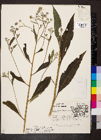 Verbesina alternifolia image