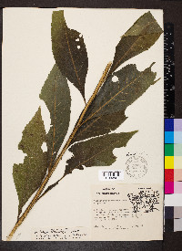 Verbesina alternifolia image