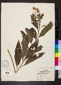 Verbesina alternifolia image