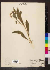 Verbesina alternifolia image