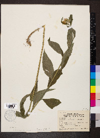 Verbesina alternifolia image