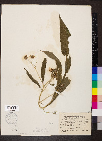 Verbesina alternifolia image