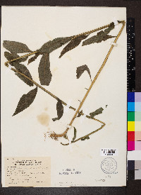 Verbesina alternifolia image