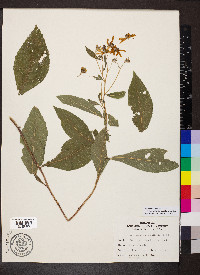 Verbesina alternifolia image