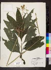 Verbesina alternifolia image