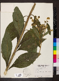 Verbesina alternifolia image