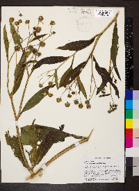 Verbesina alternifolia image