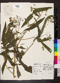 Verbesina alternifolia image